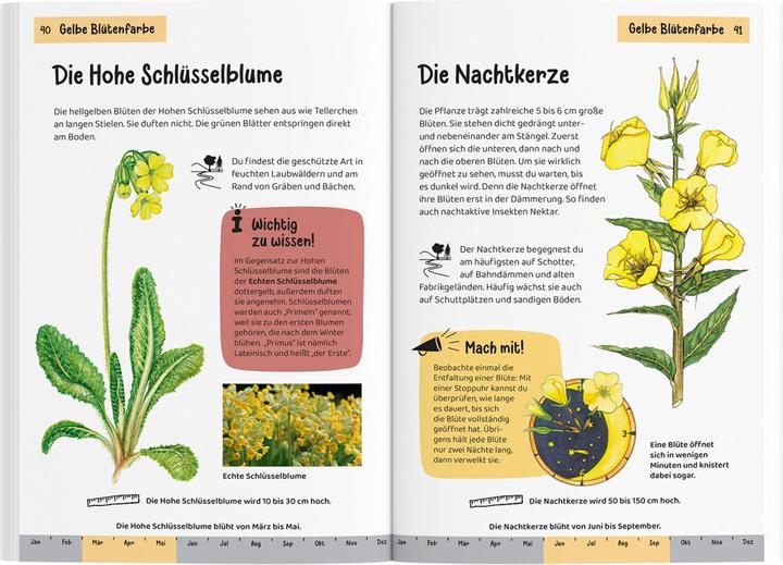 Produktbild Kosmos Was blüht denn da? Kindernaturführer (Deutsch, Heike Herrmann, Ursula Stichmann-Marny, 2022)