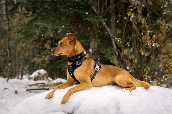 Produktbild Hurtta Geschirr Weekend Warrior (XS, Hund, Allgemein)