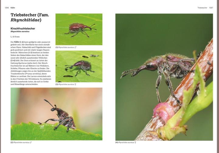 Produktbild Das grosse Handbuch Insekten (Deutsch, Ewald Gerhardt, 2021)