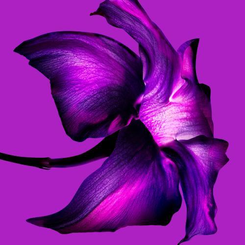 Actual product image Thierry Mugler Mugler Alien Extraintense Eau De Parfum Intense - 90ml (Eau de parfum, 90 ml)