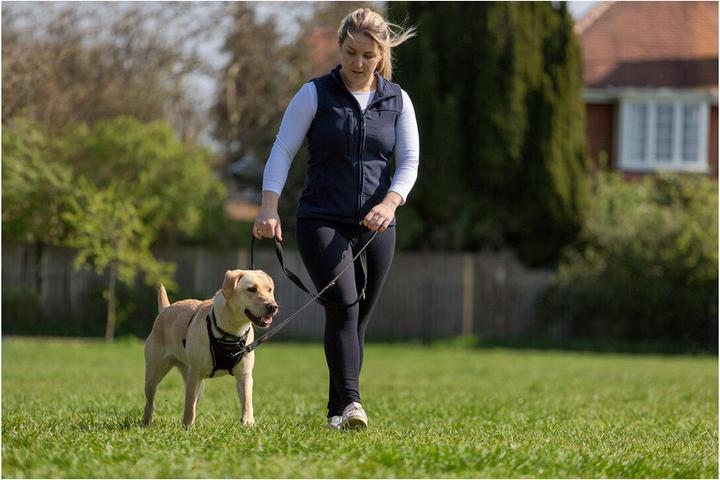 Produktbild Company of Animals Halti No Pull Antizug M Harness (M, Hund, Allgemein)