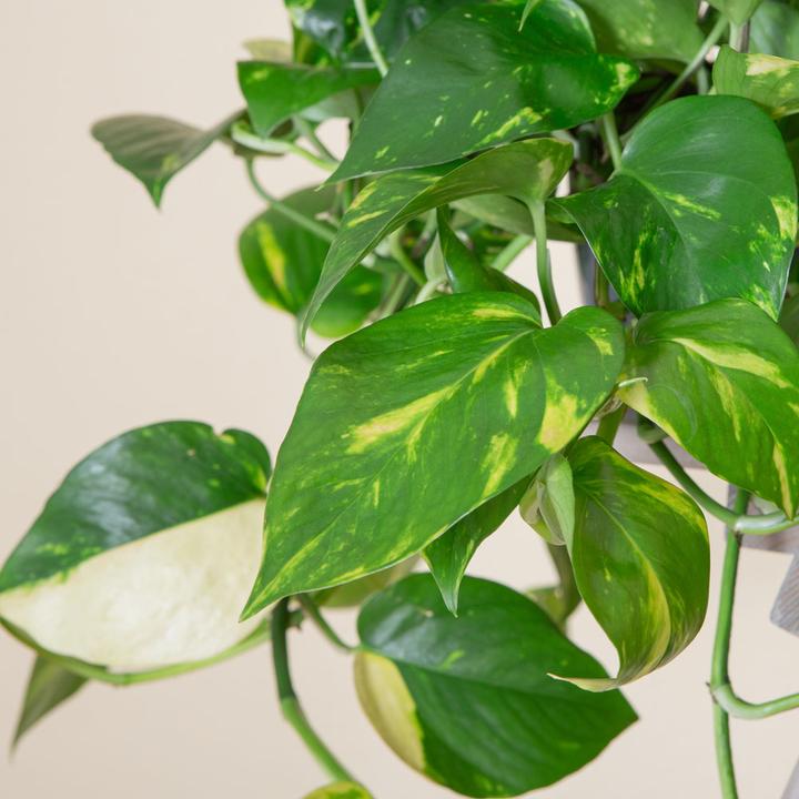 Actual product image VEG and the City Firat (Ivy Epipremnum aureum) (20 cm)