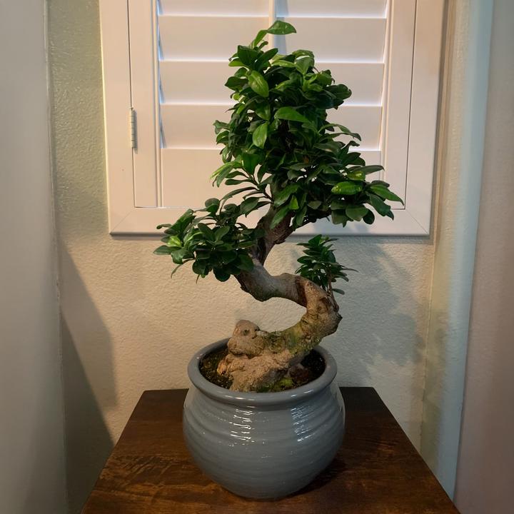 Produktbild Plant in a Box Ficus microcarpa Ginseng - S- Shape Bonsai (65 cm)