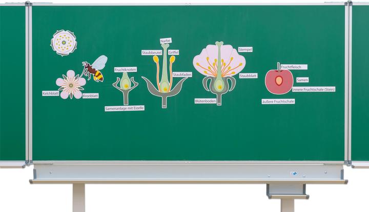 Produktbild Betzold Set: Die Kirschblüte (Deutsch)