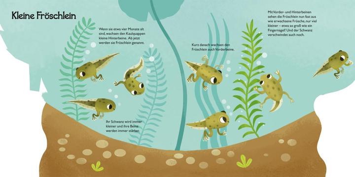Actual product image From little tadpole to frog (German)