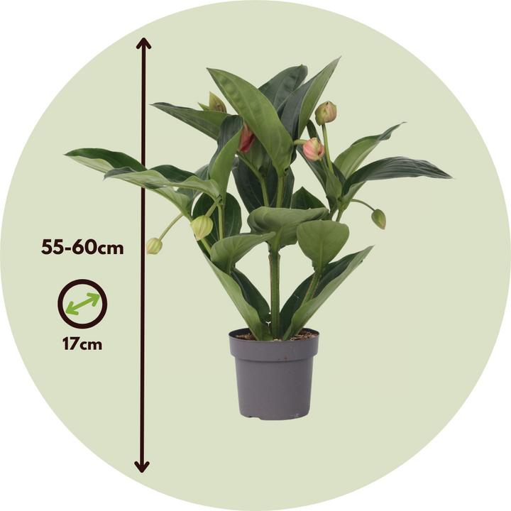 Actual product image Plant in a Box Medinilla magnifica - Rose medinilla (55 cm)