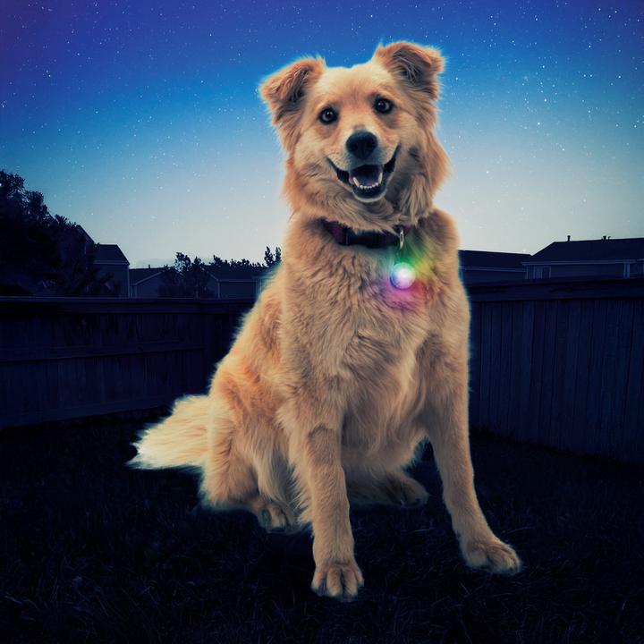 Produktbild Nite Ize SpotLit Collar Light - Disc-O Select (Hund, Allgemein)