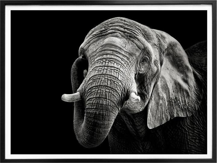 Immagine prodotto Trenddeko L'elefante (50 x 40 cm)