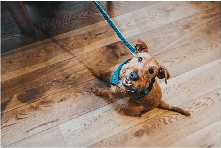 Immagine prodotto Hunter Pettorina per cani Hilo Comfort (XXS, Cane, Generale)