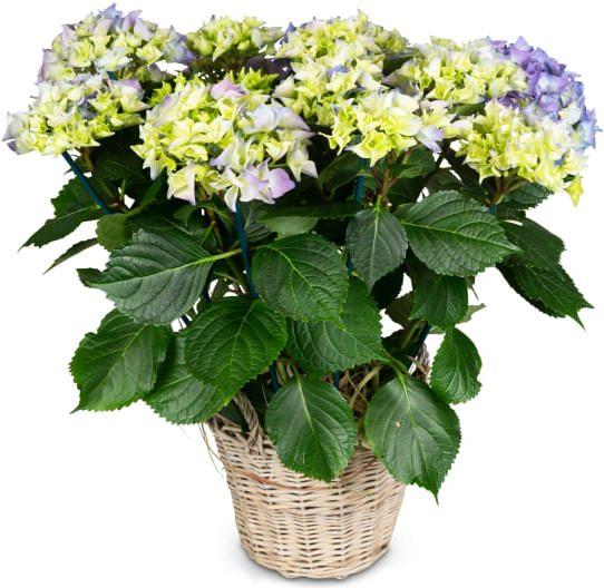 Image du produit Fleurop Charme vintage (hortensia bleu) (Fleurs séchées)
