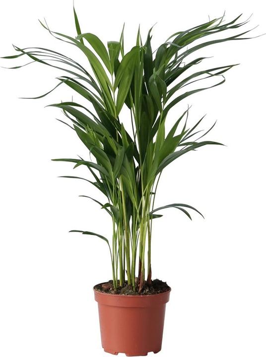 Actual product image Plant in a Box Dypsis Lutescens - Areca Gold Fruit Palm (60 cm)