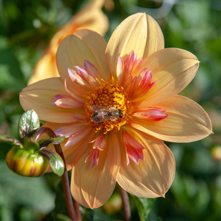 Produktbild Plant in a Box Dahlia Kelsey Annie Joy - 3er Set Dahlien (10 cm)