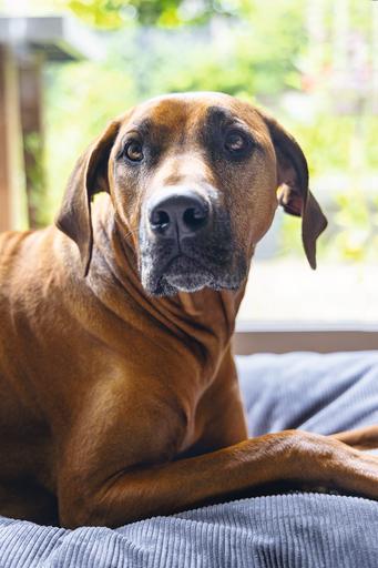 Produktbild Beeztees Orthopedic Liegekissen Veo (Hund)