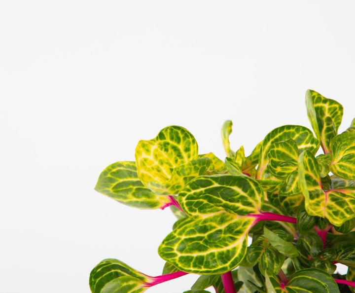 Actual product image Plant in a Box Iresine Herbstii - Blutblatt (20 cm)