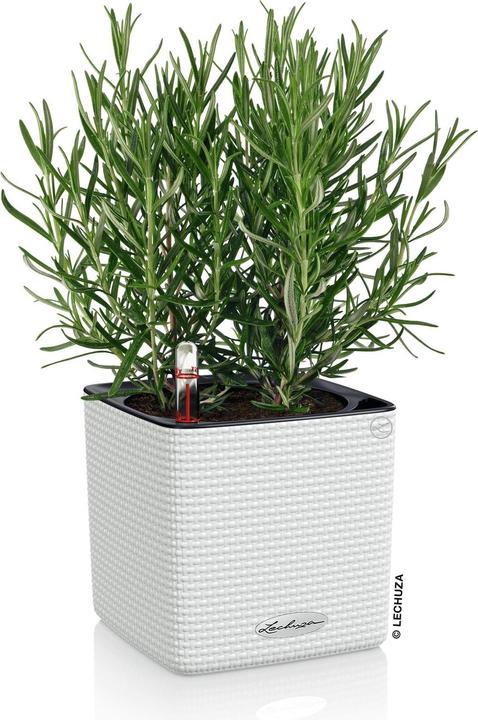 Actual product image Lechuza cube (14 cm)