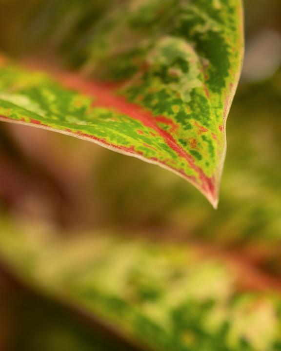 Immagine prodotto feey Aglaonema Painted Celebration (55 cm, Appena rinvasata)