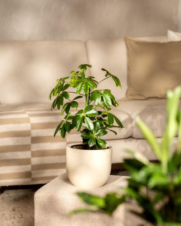 Image du produit feey Schefflera (55 cm, Fraîchement rempotés)