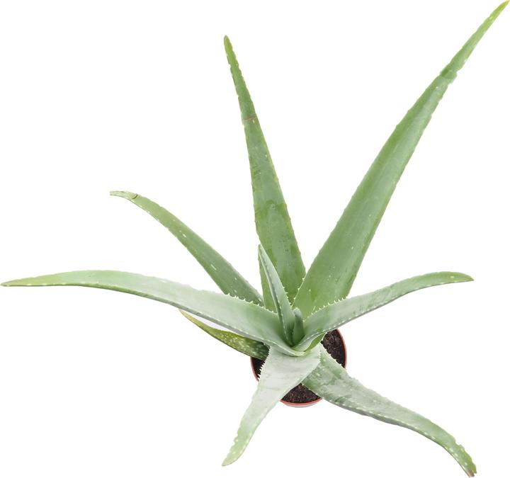 Produktbild Migros Ostschweiz Aloe Vera (46 cm)