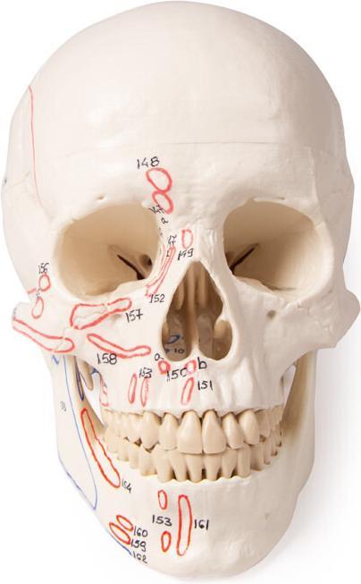 Immagine prodotto Erler Zimmer Modello di cranio, in 3 parti, con marcature muscolari