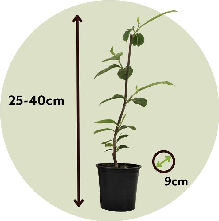 Actual product image Plant in a Box Magnolia susan, soulangeana, stellata (25 cm)