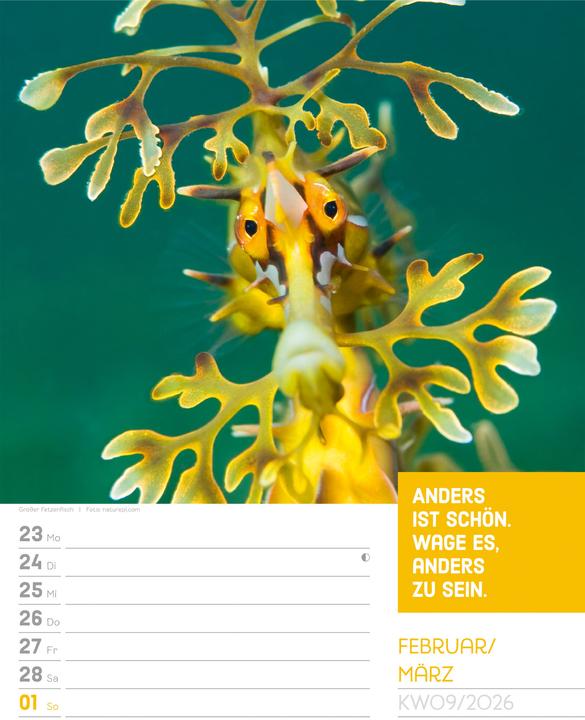 Immagine prodotto Tierisch! Sprüchekalender - Wochenplaner Kalender 2026 (25 x 33 cm, Tedesco)