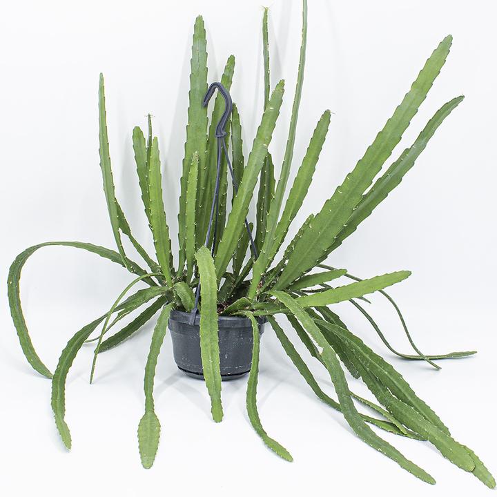 Actual product image Kakteen Gautschi Epiphyllum Red Tip (55 cm)