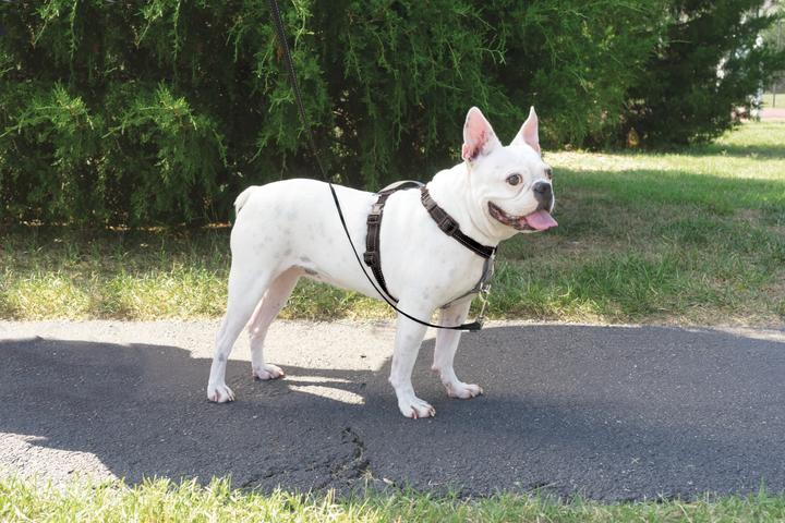 Produktbild PetSafe 3-in-1-Geschirr und Rückhaltegurt (S, Hund, Allgemein)