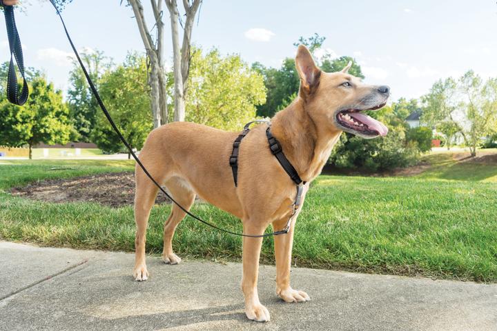 Produktbild PetSafe 3-in-1-Geschirr und Rückhaltegurt (M, Hund, Spazieren, Allgemein)