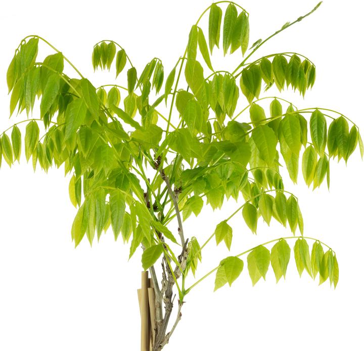 Immagine prodotto Flowerbox Vite blu cinese - Wisteria sinensis 'Alba' (50 cm)