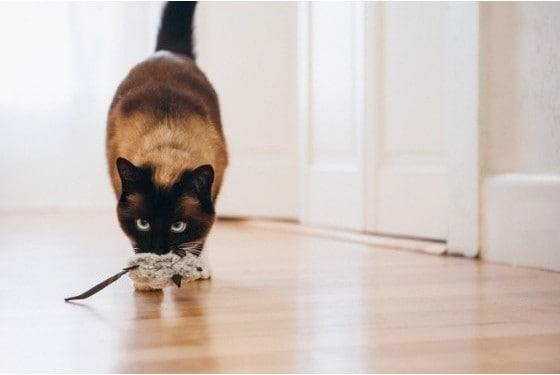 Produktbild P.L.A.Y. Plüsch Spielzeug Mäuse (2 Stk.) (Plüschspielzeug Katze)