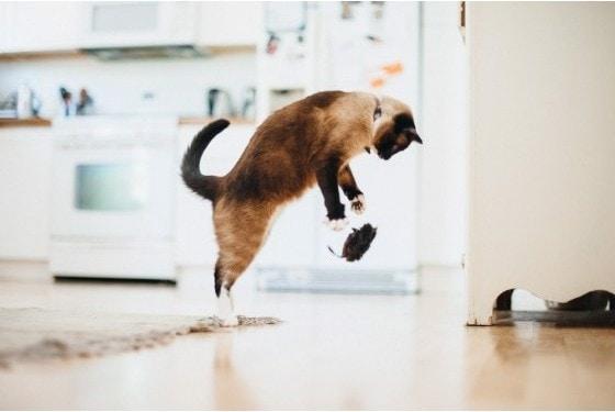 Produktbild P.L.A.Y. Plüsch Spielzeug Mäuse (2 Stk.) (Plüschspielzeug Katze)