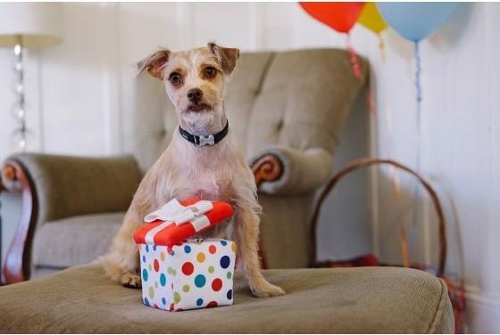 Image du produit P.L.A.Y. L'heure de la fête - Un cadeau parfait (Jouet en peluche chien)
