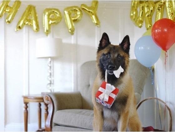 Image du produit P.L.A.Y. L'heure de la fête - Un cadeau parfait (Jouet en peluche chien)