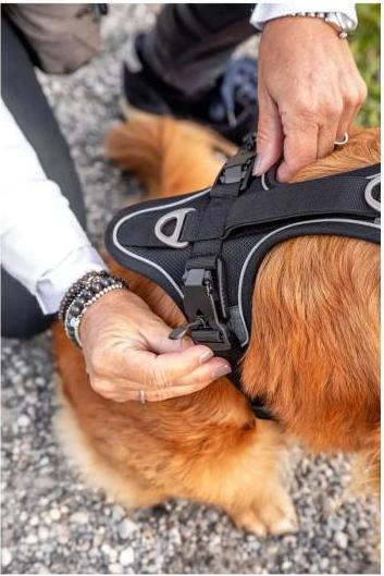 Produktbild Curli Geschirr Magnetic Belka Comfort (XL, Hund, Allgemein, Spazieren)