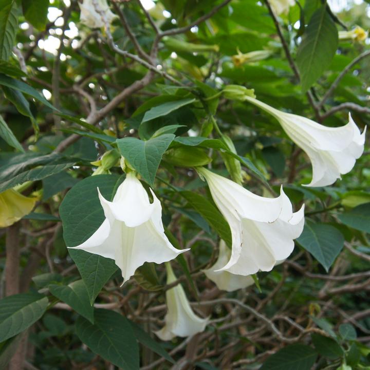 Produktbild Plant in a Box Brugmansia versicolor, sanguinea, suaveolens - 6er Set Engelstrompete (25 cm)
