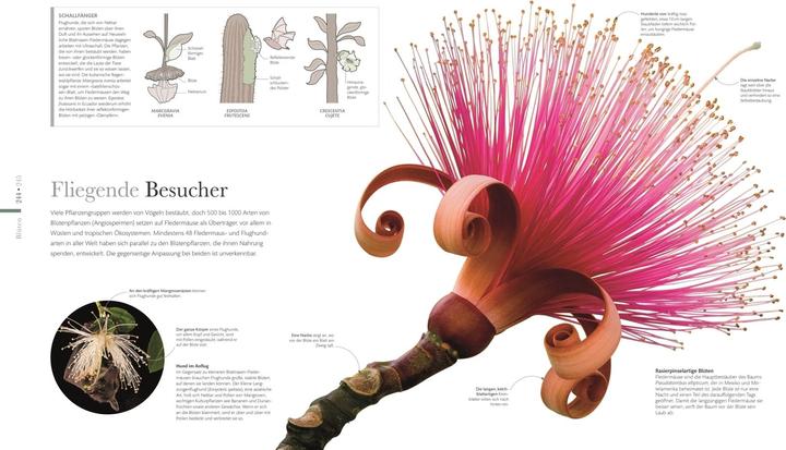 Immagine prodotto Flora – Wunderwelt der Pflanzen (Tedesco, Casa editrice DK, 2019)