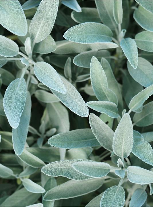 Immagine prodotto Rausch Silver Shine Cure Sage (n) Fl 100 ml (100 ml)