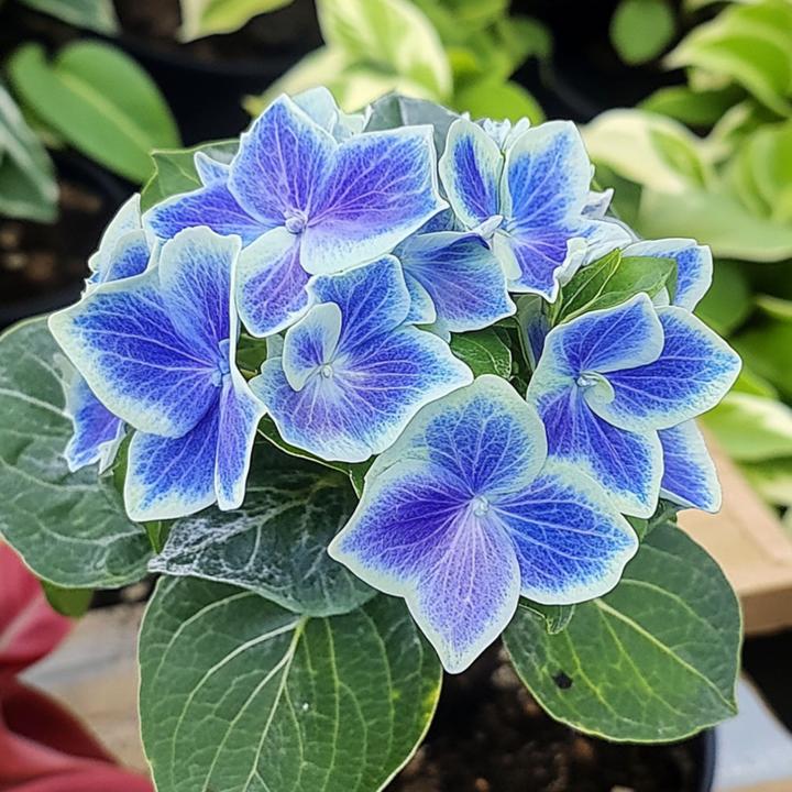 Immagine prodotto Plant in a Box Hydrangea macrophylla Bavaria - Set di 3 ortensie (25 cm)