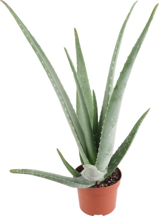 Produktbild Migros Ostschweiz Aloe Vera (46 cm)