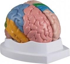 Produktbild Erler Zimmer Anatomie-Modell Gehirn