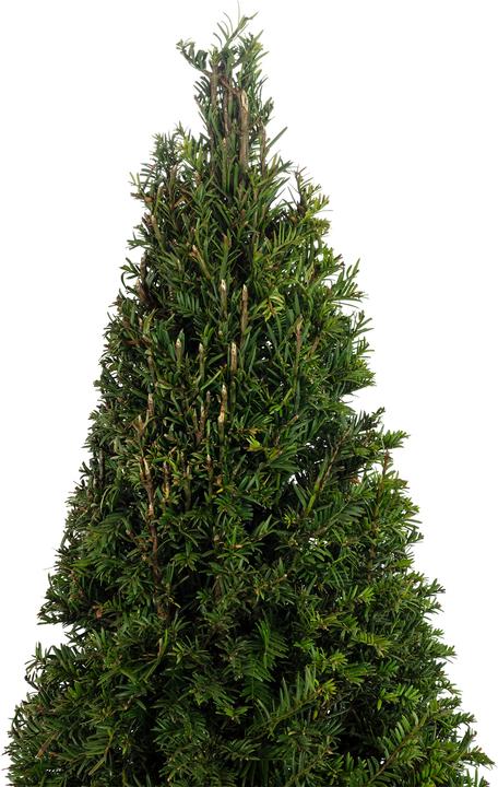 Produktbild Flowerbox Europäische Eibe Pyramide - Taxus baccata