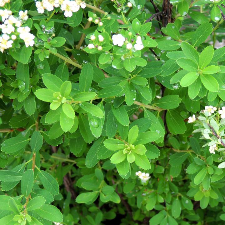 Produktbild Zulauf Japanische Strauch-Spiere / Spiraea nippon. 'Snowmound' (80 cm)