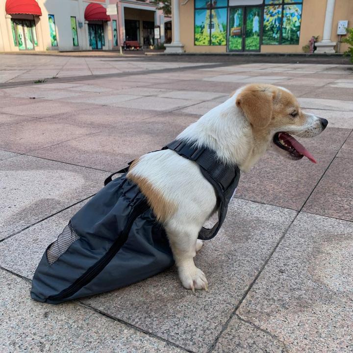 Actual product image DerYEP Dog scooter XS (XS, Dog, Cat, General)