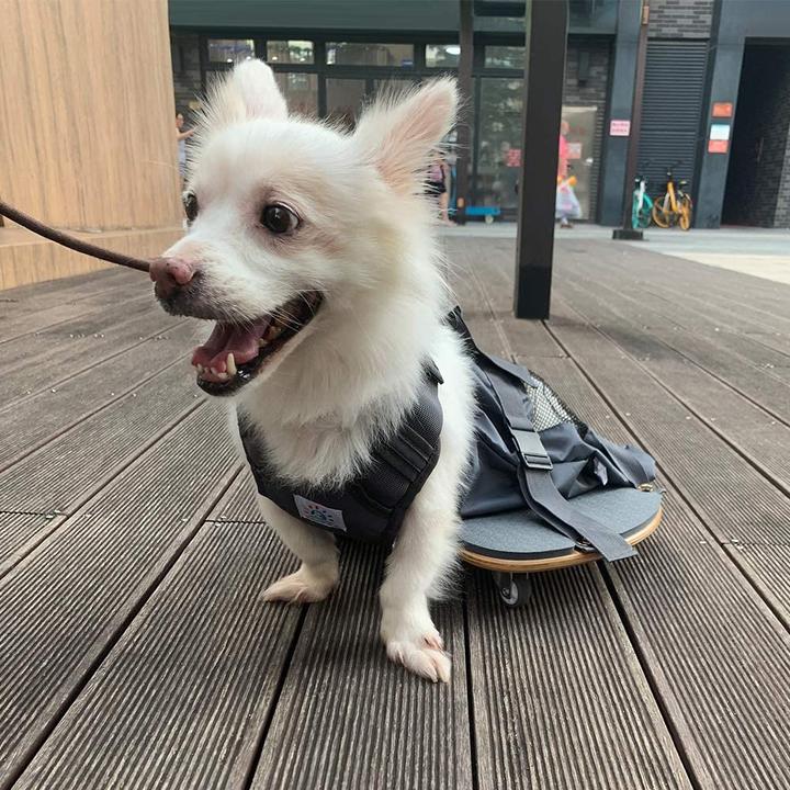 Produktbild DerYEP Hundescooter XXS (XXS, Hund, Allgemein)