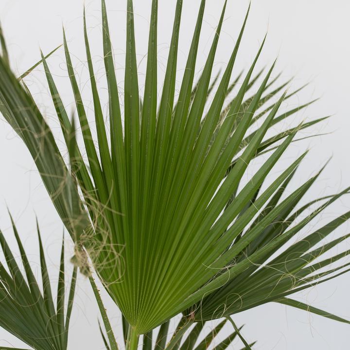 Image du produit Plant in a Box Washingtonia Robusta - Lot de 2 Palmiers-éventails mexicains (50 cm)