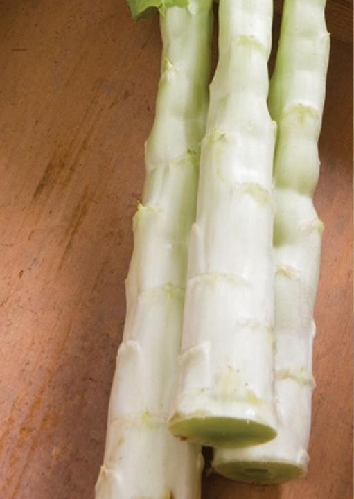 Actual product image Tropica Chinese Asparagus Lettuce 'Spring Tower Celtuce' Latuca sativa var. asparagina (Vegetable seeds)