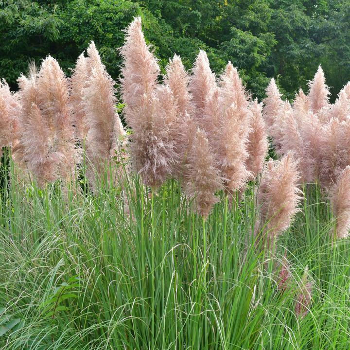 Actual product image Flowerbox Pampas grass (pink, set of 3) - height ca. 50 cm, pot Ø 17 cm - Cortaderia selloana rosea (25 cm)
