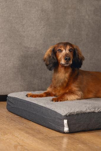 Immagine prodotto Beeztees Zira (Cane)