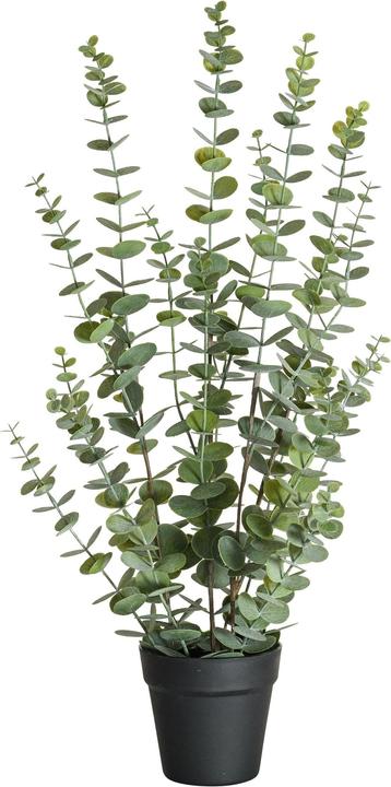 Produktbild Botanic-Haus Eukalyptus (76 cm)