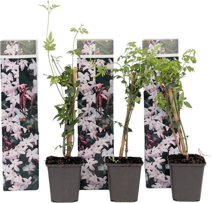 Produktbild Plant in a Box Trachelospermum jasminoides 'Officinale' - 3er Set Jasmin (25 cm)